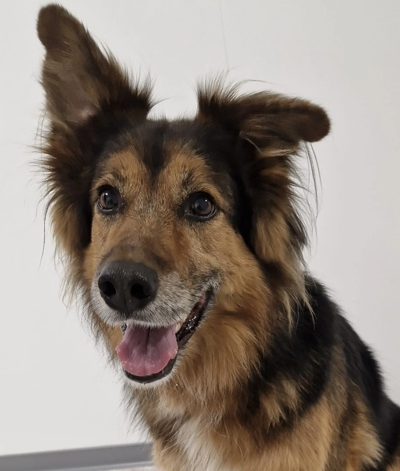 VetPro Feucht GmbH - Tierarztpraxis für Kleintiere - Hund