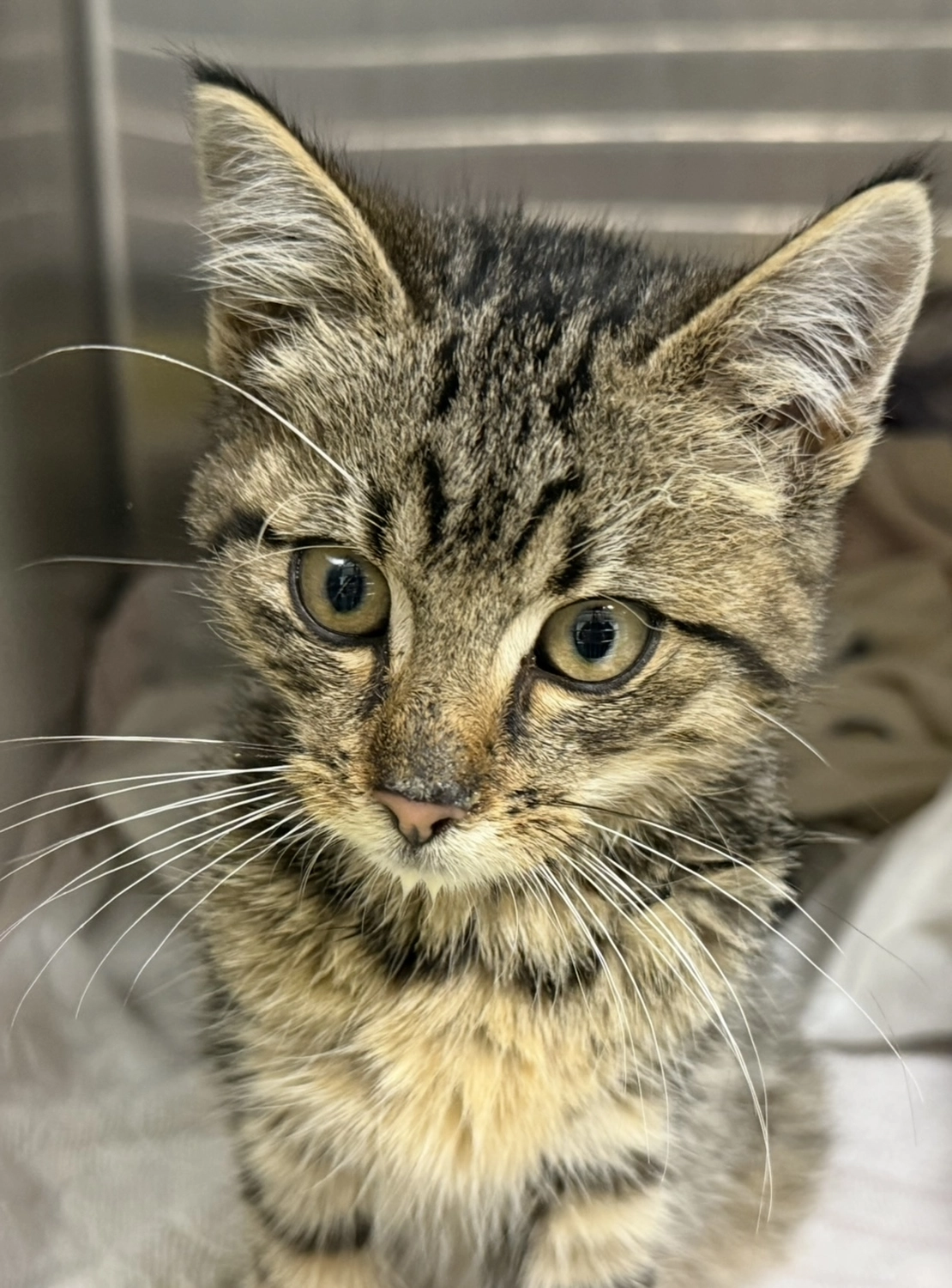 VetPro Feucht GmbH - Tierarztpraxis für Kleintiere - Katze