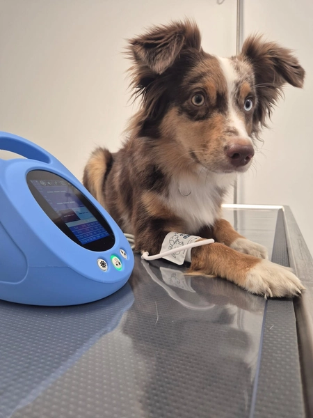 VetPro Feucht GmbH - Tierarztpraxis für Kleintiere - Hundeuntersuchung